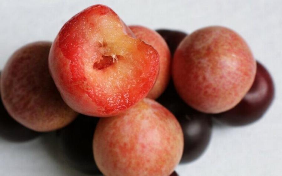 Μπορούν οι γάτες να φάνε δαμάσκηνα; Πληροφορίες ασφαλείας που έχουν αξιολογηθεί από κτηνίατρο