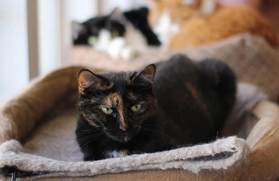 Γιατί η γάτα μου ξαπλώνει στο στομάχι μου; Αυτοί είναι οι 7 συνηθισμένοι λόγοι