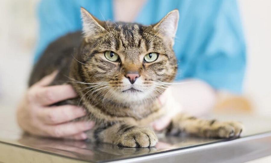 Γιατί η γάτα μου ξαπλώνει στο στομάχι μου; Αυτοί είναι οι 7 συνηθισμένοι λόγοι