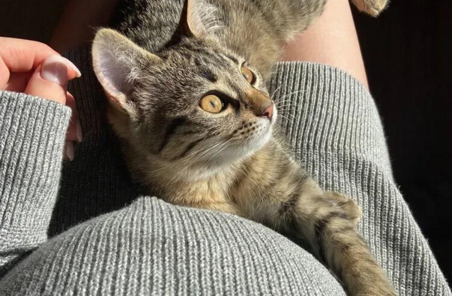 Γιατί η γάτα μου ξαπλώνει στο στομάχι μου; Αυτοί είναι οι 7 συνηθισμένοι λόγοι