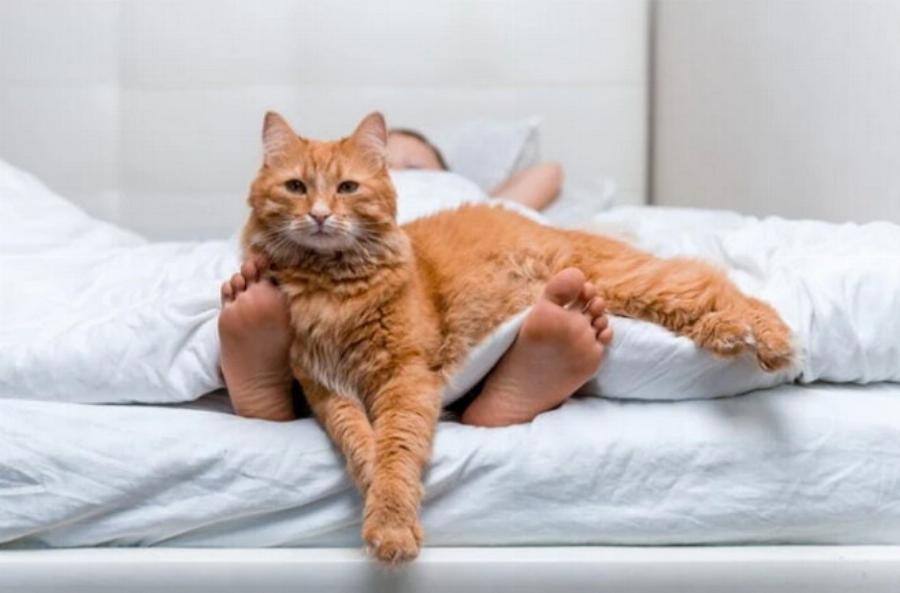 Γιατί στις γάτες αρέσουν τα πόδια μας; Αυτοί είναι οι 6 πιθανοί λόγοι