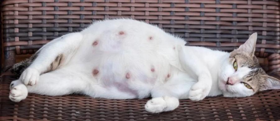 Πόσους μήνες είναι έγκυες οι γάτες; Στάδια τοκετού, πληροφορίες και συχνές ερωτήσεις