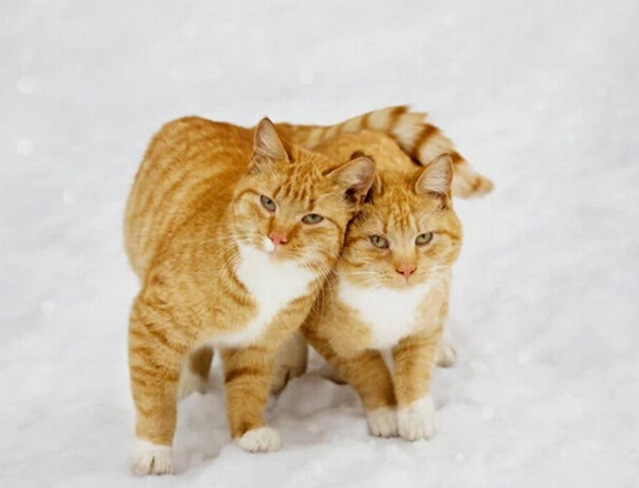 Οι γάτες ζευγαρώνουν για μια ζωή; Λόγοι, συμπεριφορά & αναπαραγωγή