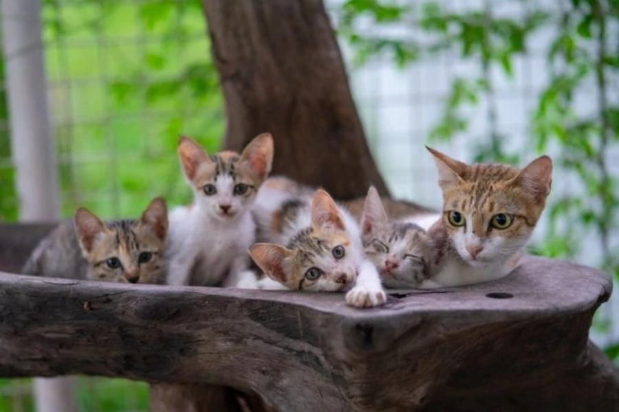 Οι γάτες ζευγαρώνουν για μια ζωή; Λόγοι, συμπεριφορά & αναπαραγωγή