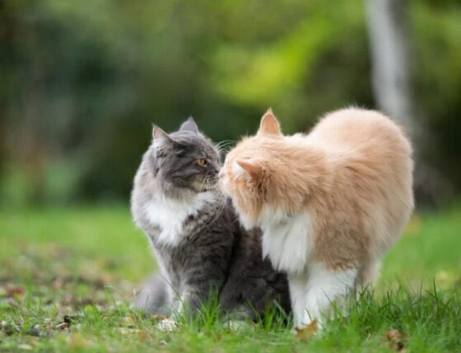 Οι γάτες ζευγαρώνουν για μια ζωή; Λόγοι, συμπεριφορά & αναπαραγωγή