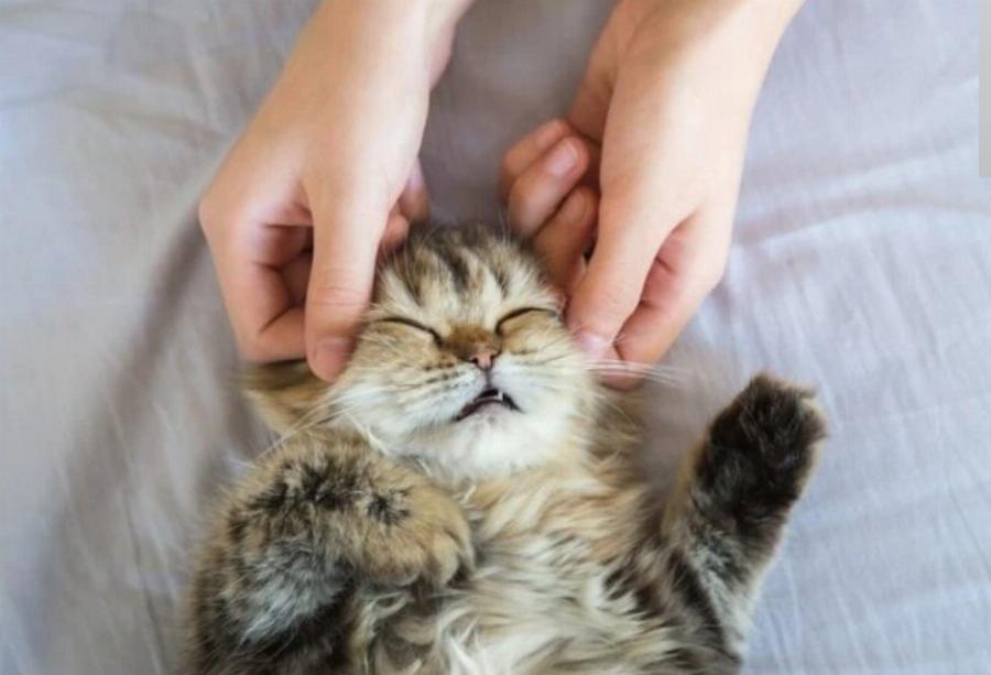 Τι είναι η θεραπεία μασάζ γάτας; Τύποι, πλεονεκτήματα και μειονεκτήματα