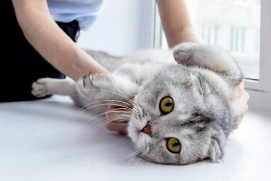 Τι είναι η θεραπεία μασάζ γάτας; Τύποι, πλεονεκτήματα και μειονεκτήματα