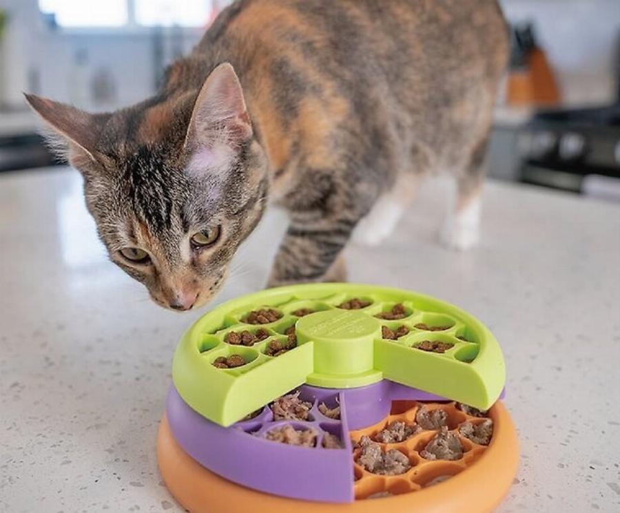 Αυτά είναι τα πλεονεκτήματα και τα μειονεκτήματα των μπολ αργής τροφοδοσίας για γάτες