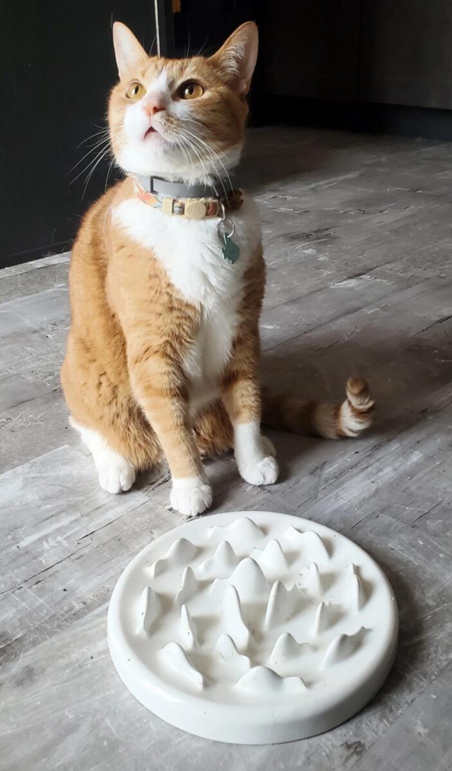 Αυτά είναι τα πλεονεκτήματα και τα μειονεκτήματα των μπολ αργής τροφοδοσίας για γάτες