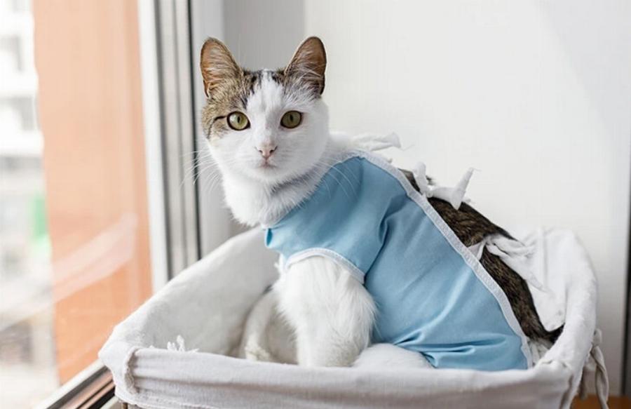 Μπορούν οι στειρωμένες γάτες να ζευγαρώσουν; Εγκεκριμένες από κτηνίατρο πληροφορίες & Συχνές ερωτήσεις