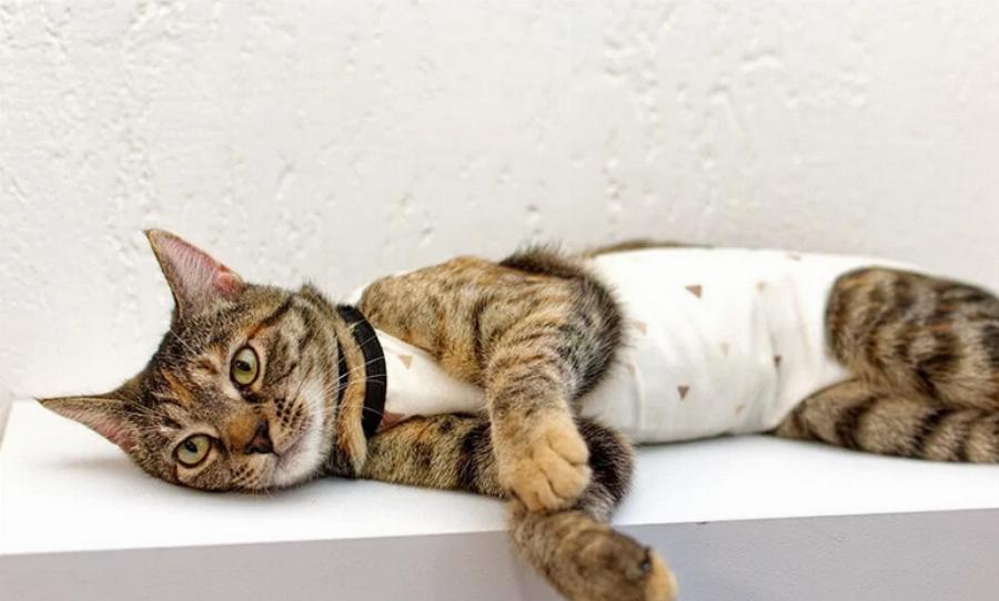 Μπορούν οι στειρωμένες γάτες να ζευγαρώσουν; Εγκεκριμένες από κτηνίατρο πληροφορίες & Συχνές ερωτήσεις