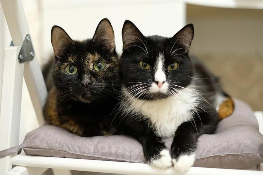 Μπορούν οι στειρωμένες γάτες να ζευγαρώσουν; Εγκεκριμένες από κτηνίατρο πληροφορίες & Συχνές ερωτήσεις