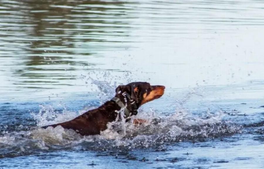 Πόσες γάτες υπήρχαν στον Τιτανικό; Ιστορικές αναφορές και πληροφορίες