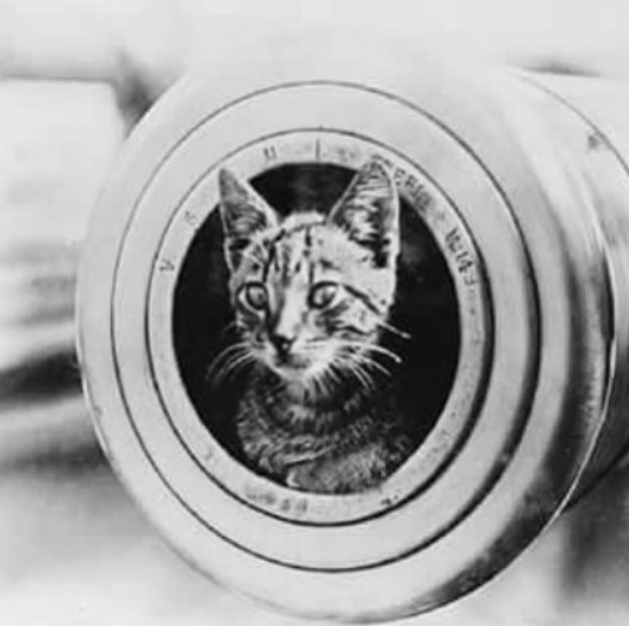 Πόσες γάτες υπήρχαν στον Τιτανικό; Ιστορικές αναφορές και πληροφορίες