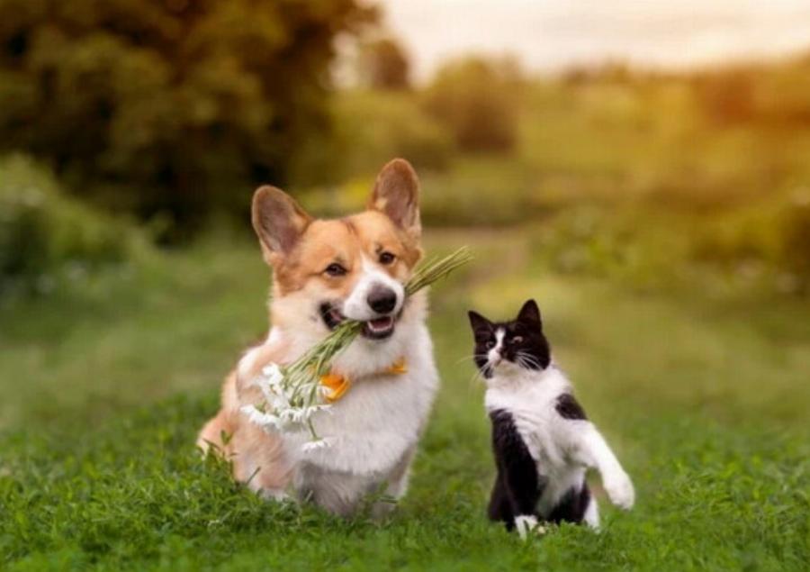 Τα πάνε καλά τα Κόργκι με τις γάτες; Συμβουλές για την ιδιοσυγκρασία της ράτσας