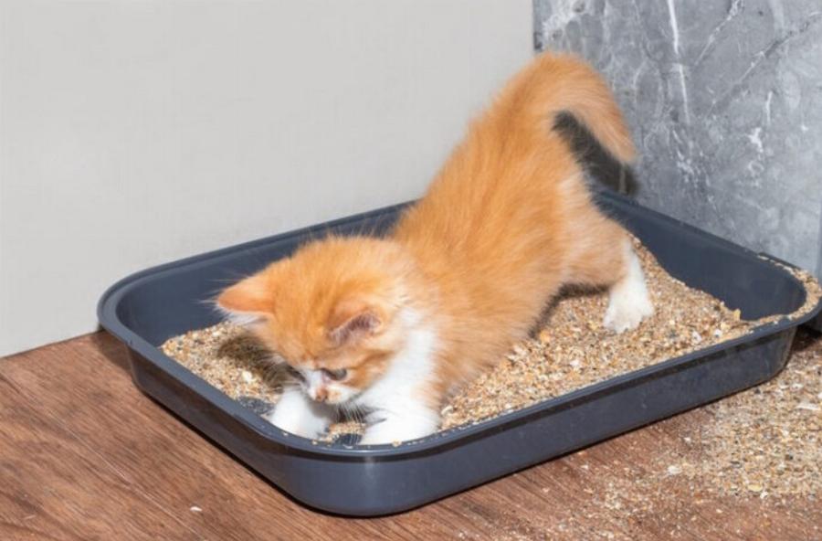 Μπορείτε να βάλετε μαγειρική σόδα στην άμμο της γάτας; Πληροφορίες ασφαλείας που έχουν αξιολογηθεί από κτηνίατρο