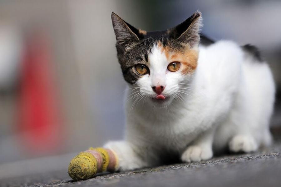 Γιατί η γάτα μου δεν ενδιαφέρεται για το παιχνίδι:  Αυτοί είναι 8 λόγοι σύμφωνα με ένα κτηνίατρο