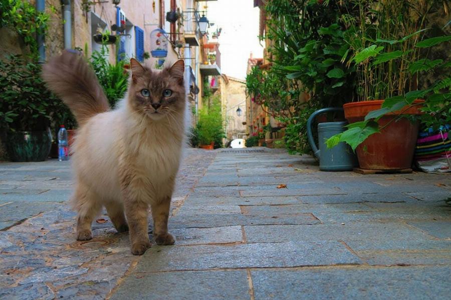 100+ Γαλλικά ονόματα για γάτες: Ιδέες ονοματοδοσίας για την εκλεπτυσμένη γάτα σας