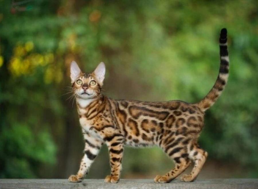 15 ταχύτερες γάτες στον κόσμο και τα επιτεύγματά τους