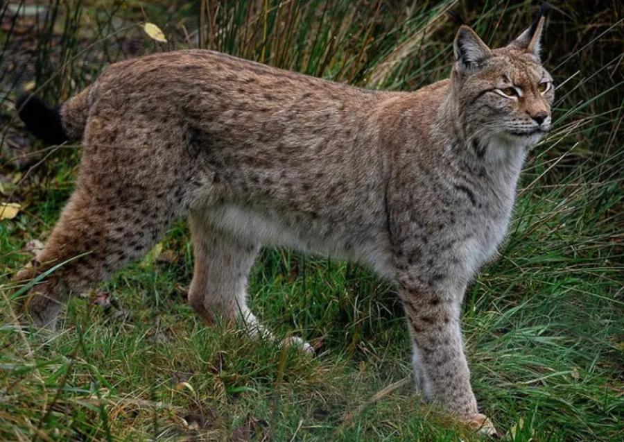 15 ταχύτερες γάτες στον κόσμο και τα επιτεύγματά τους