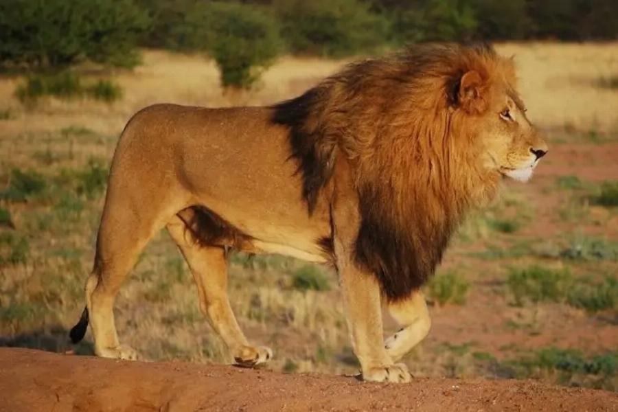 15 ταχύτερες γάτες στον κόσμο και τα επιτεύγματά τους