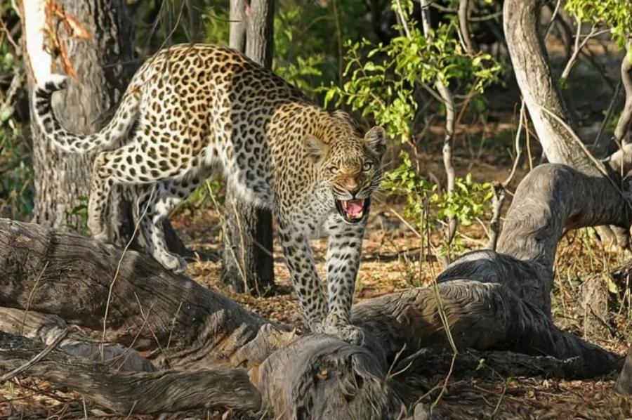 15 ταχύτερες γάτες στον κόσμο και τα επιτεύγματά τους