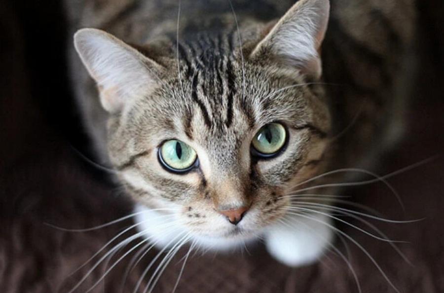 Μπορούν οι γάτες να δουν φύλακες αγγέλους; Εξερευνώντας τις αισθήσεις των αιλουροειδών
