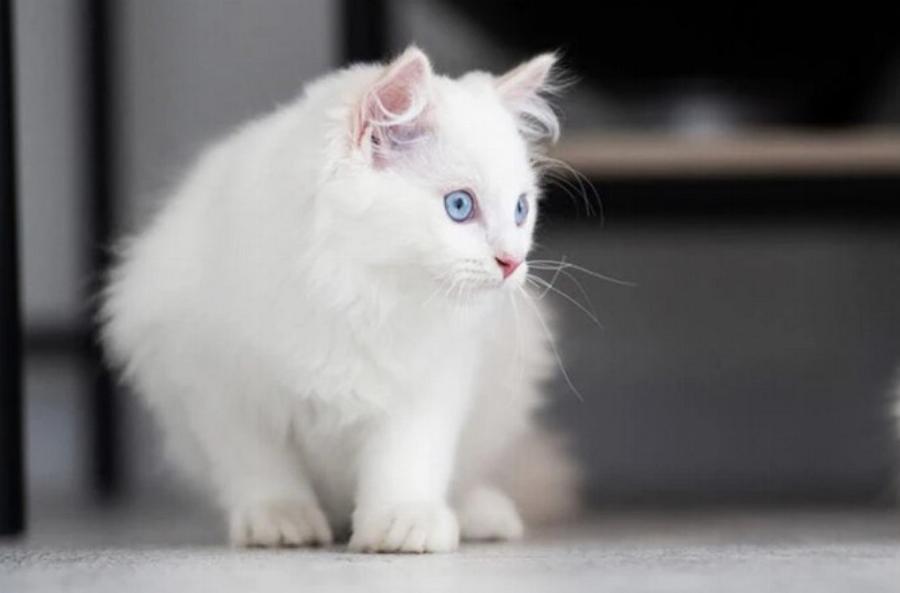 Μπορούν οι γάτες να δουν φύλακες αγγέλους; Εξερευνώντας τις αισθήσεις των αιλουροειδών