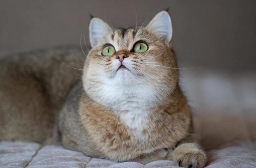 Μπορούν οι γάτες να δουν φύλακες αγγέλους; Εξερευνώντας τις αισθήσεις των αιλουροειδών