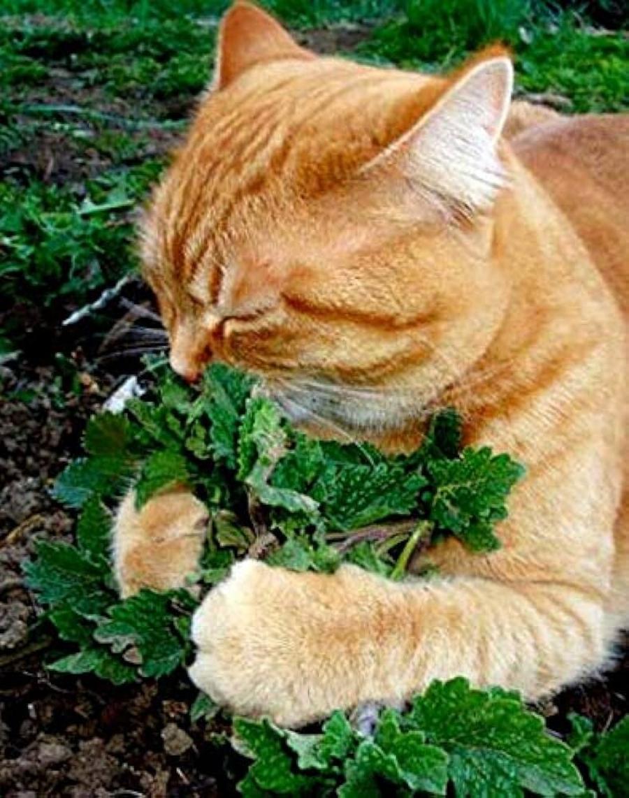 Μπορώ να δώσω στο γατάκι μου Catnip; Οδηγός & Συχνές Ερωτήσεις σύμφωνα με κτηνίατρο