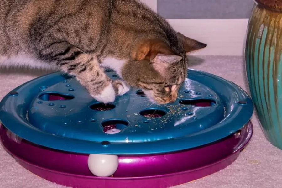 Μπορώ να δώσω στο γατάκι μου Catnip; Οδηγός & Συχνές Ερωτήσεις σύμφωνα με κτηνίατρο