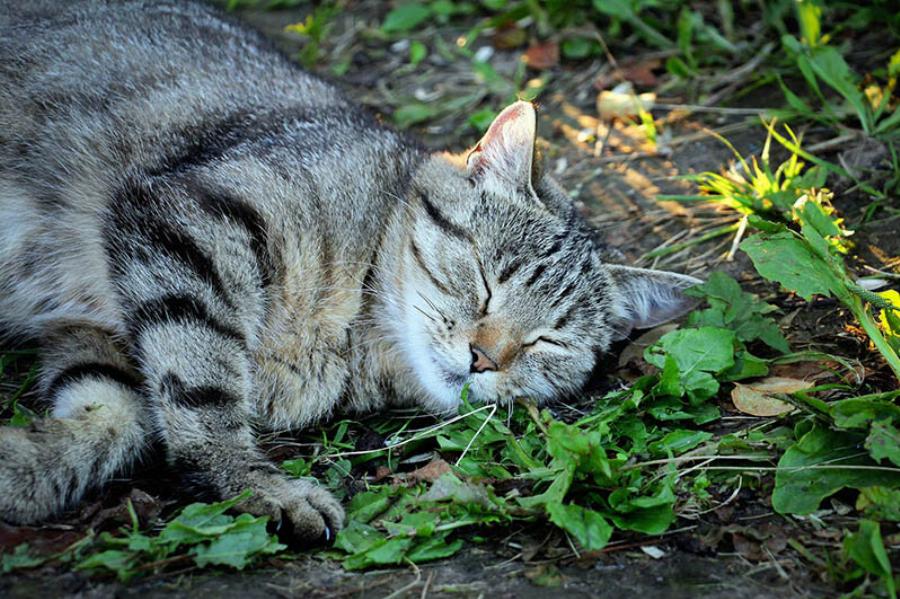 Μπορώ να δώσω στο γατάκι μου Catnip; Οδηγός & Συχνές Ερωτήσεις σύμφωνα με κτηνίατρο