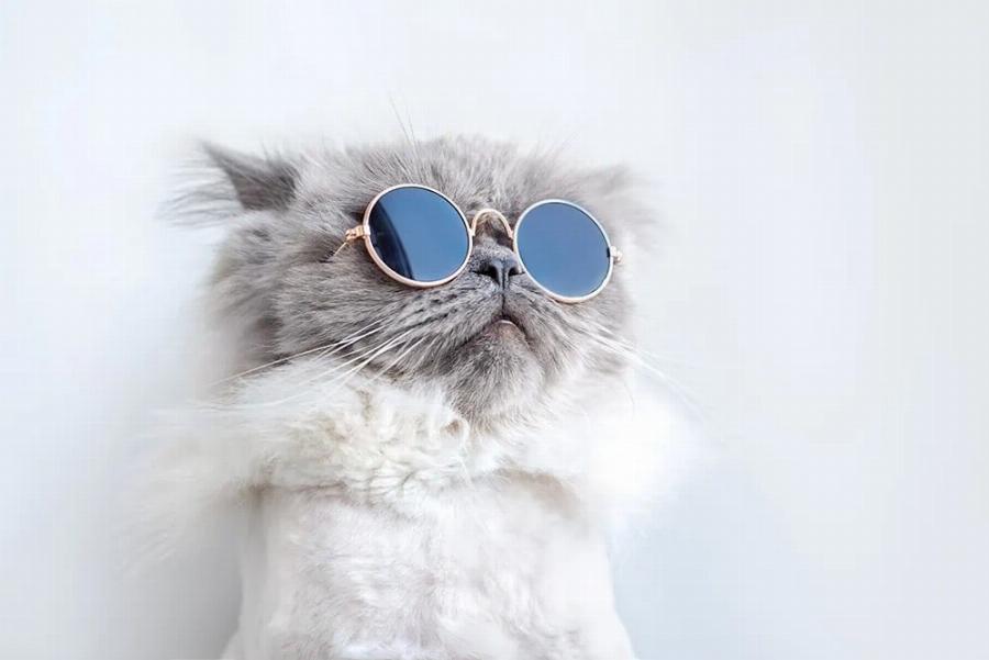 200 ρωμαϊκά ονόματα γάτας για το κατοικίδιο ζώο μονομάχο σας