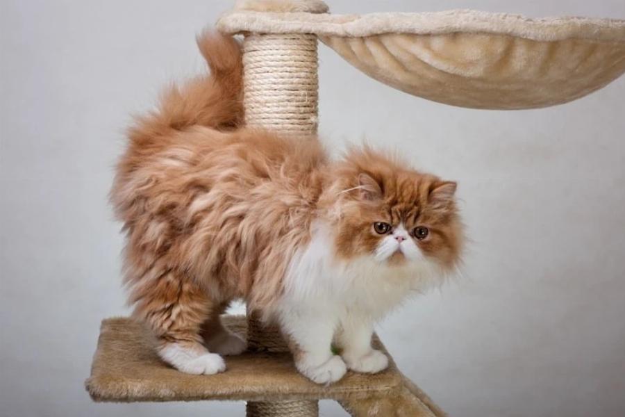 200 ρωμαϊκά ονόματα γάτας για το κατοικίδιο ζώο μονομάχο σας