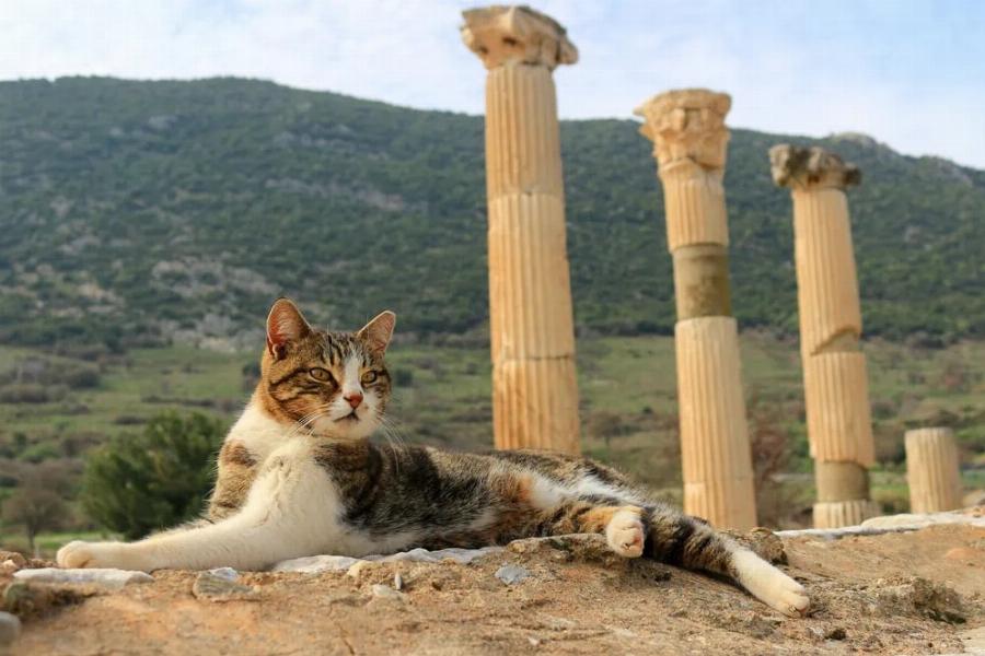 200 ρωμαϊκά ονόματα γάτας για το κατοικίδιο ζώο μονομάχο σας