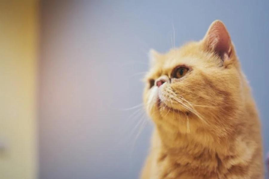 Μετρονιδαζόλη για γάτες: Κτηνίατρός μας εξηγεί τη δοσολογία και τις χρήσεις