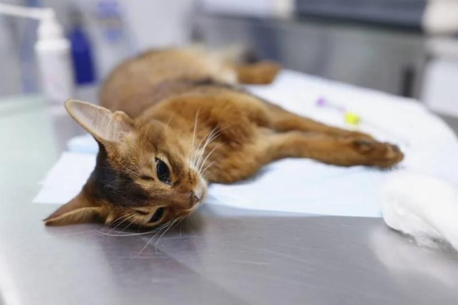 FIV στις γάτες: Αίτια, Συμπτώματα και Φροντίδα- Συμβουλές κτηνιάτρου