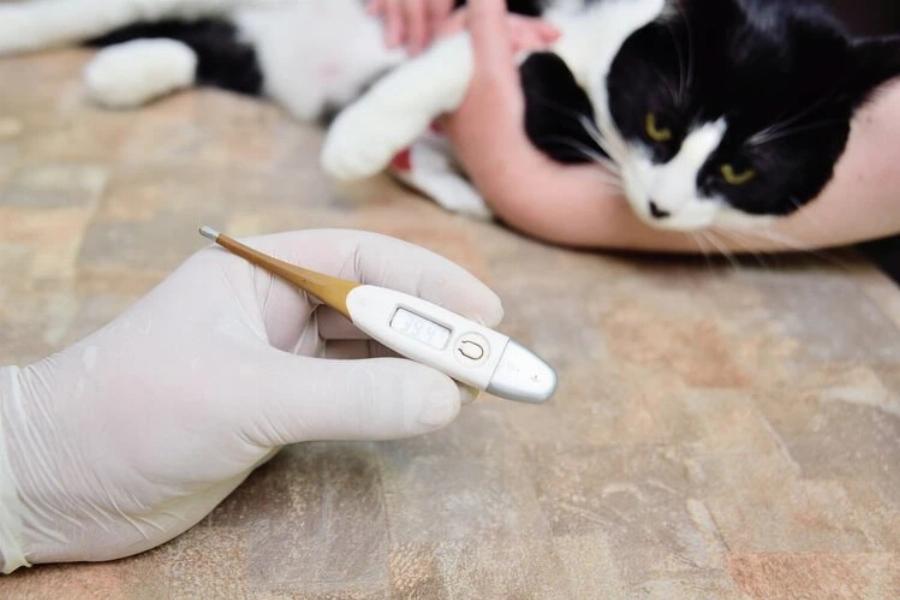 FIV στις γάτες: Αίτια, Συμπτώματα και Φροντίδα- Συμβουλές κτηνιάτρου