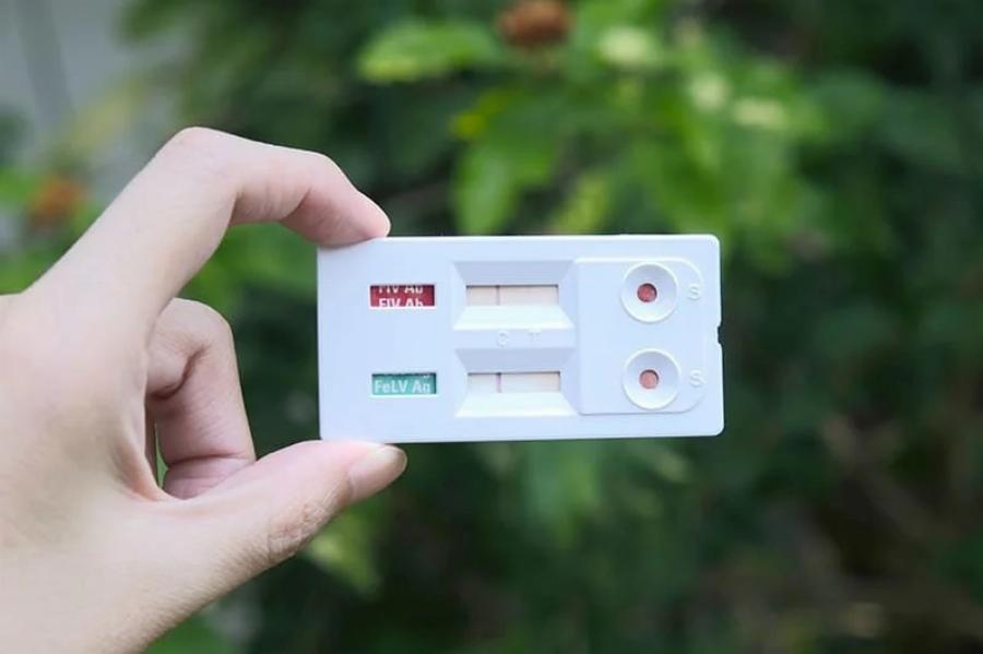 FIV στις γάτες: Αίτια, Συμπτώματα και Φροντίδα- Συμβουλές κτηνιάτρου