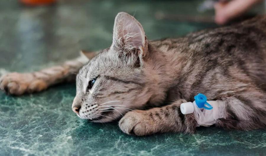 FIV στις γάτες: Αίτια, Συμπτώματα και Φροντίδα- Συμβουλές κτηνιάτρου