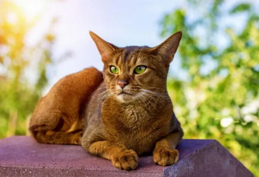 Πώς εξημερώθηκαν οι γάτες; – Τι δείχνουν οι έρευνες