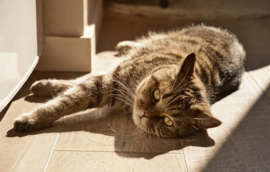 Πώς εξημερώθηκαν οι γάτες; – Τι δείχνουν οι έρευνες