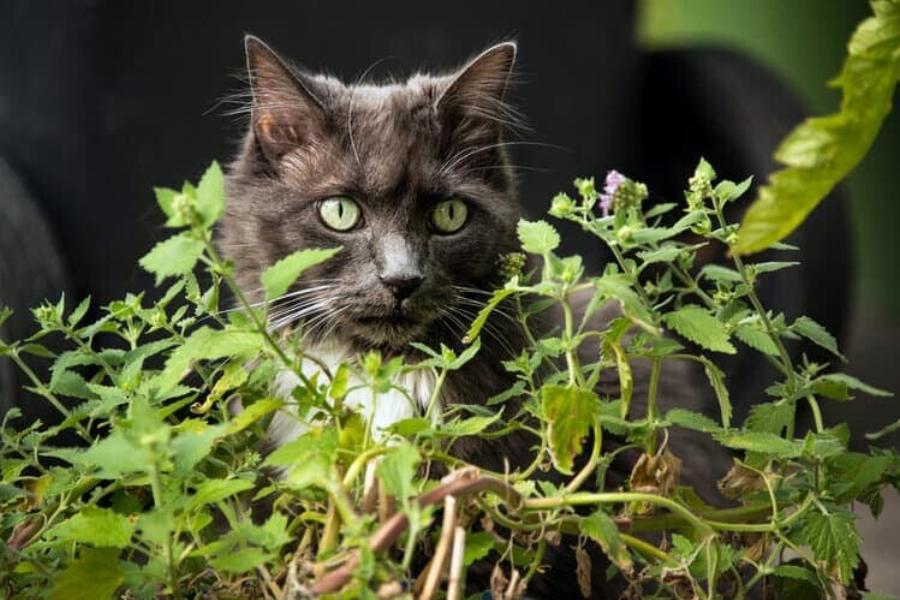 Θα βοηθήσει το catnip τις γάτες που πονάνε; Τι πρέπει να γνωρίζετε!