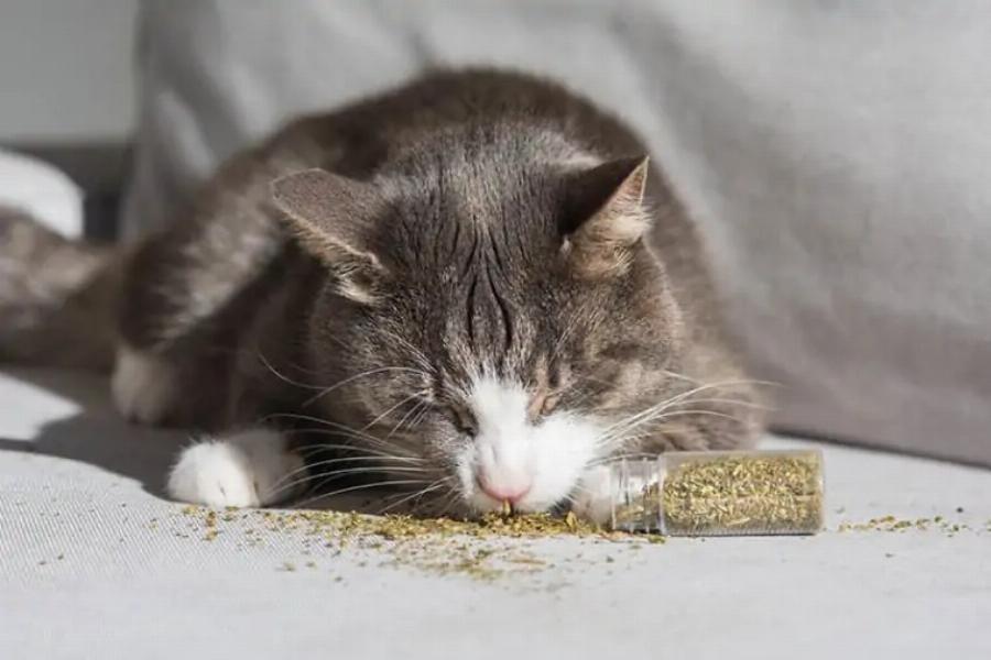 Θα βοηθήσει το catnip τις γάτες που πονάνε; Τι πρέπει να γνωρίζετε!