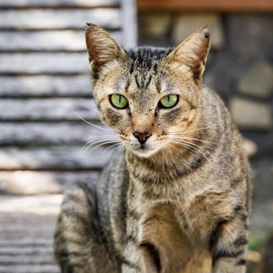 Ειδικοί παροτρύνουν τους ιδιοκτήτες κατοικίδιων ζώων να ακολουθήσουν τον κανόνα των “7 δευτερολέπτων” κατά τη διάρκεια του καύσωνα