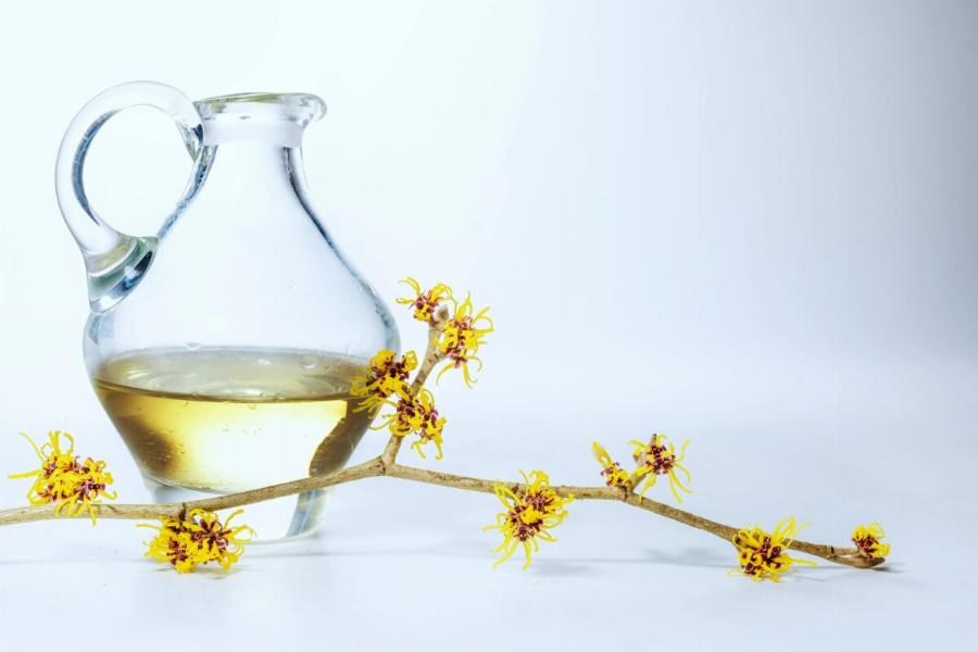 Είναι το Witch Hazel ασφαλές για τις γάτες; Οδηγός κινδύνων & ασφάλειας εγκεκριμένος από κτηνίατρο