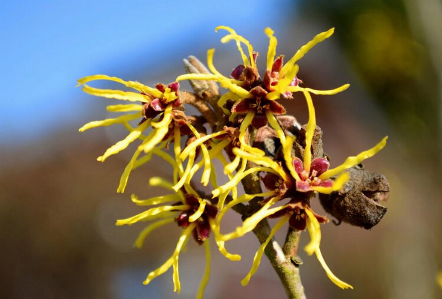 Είναι το Witch Hazel ασφαλές για τις γάτες; Οδηγός κινδύνων & ασφάλειας εγκεκριμένος από κτηνίατρο