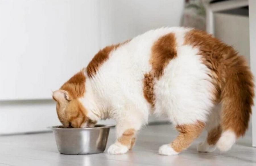 Μαγνήσιο για γάτες: 10 πηγές μαγνησίου εγκεκριμένες από κτηνίατρο