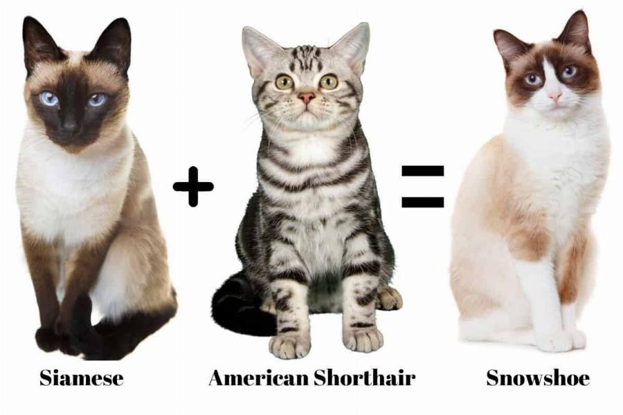 Snowshoe Cat: Όμορφη και αφοσιωμένη στην οικογένεια