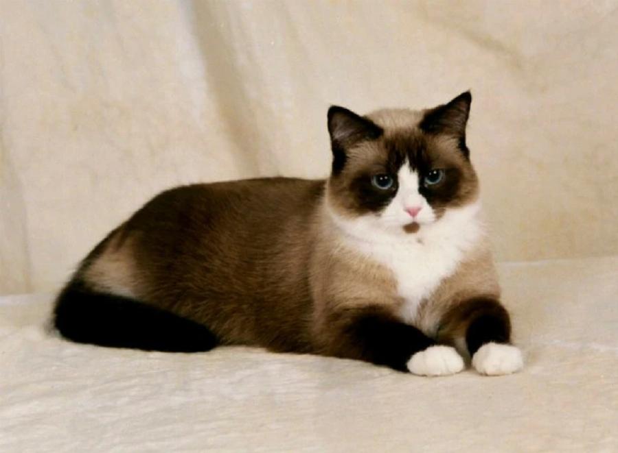 Snowshoe Cat: Όμορφη και αφοσιωμένη στην οικογένεια